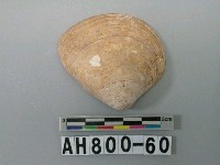 藏品(貝類)的圖片